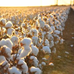 Government exempts customs duty on cotton imports till Sept 30