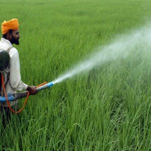 India Pesticides IPO Allotment Status: Here's How To Check If You Have Been Allotted The Shares