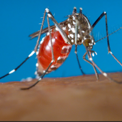 Kerala-First Zika virus case