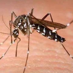 Zika virus - Kerala on high alert