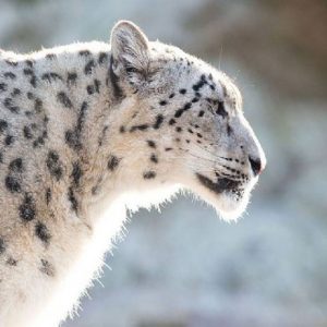 Ladakh declares snow leopard as its state animal