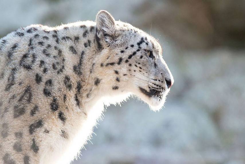 Ladakh declares snow leopard as its state animal - KSHVID