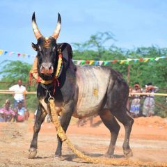 Use native bull breeds in Jallikattu: Madras HS