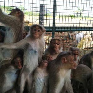 Karnataka: 20 monkeys found dead in Kolar, probe ordered