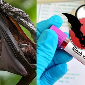 Nipah virus: Officials collect swab samples of goat at Kozhikode victim's house