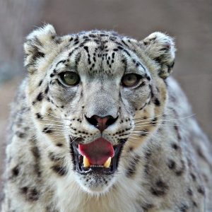 Snow leopard declared new state animal in Ladakh