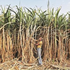 UP Govt announces hike in sugarcane purchase price by Rs 25 per quintal