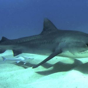 Scientists find tiger sharks are social creatures