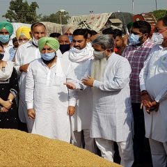 Punjab govt starts paddy procurement