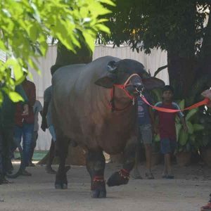 Hyderabad gears up for Sadar festival-a carnival of buffaloes