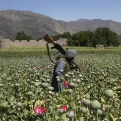 Afghan heroin flooding global markets, motivating narco-terrorism