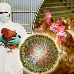 Japan confirms season's 1st Avian flu outbreak, 143,000 birds to be culled