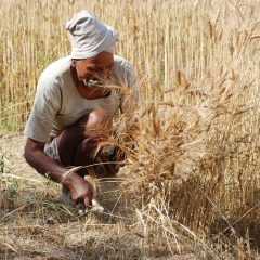 Pakistan likely to allow transportation of Indian wheat to Afghanistan through its territory