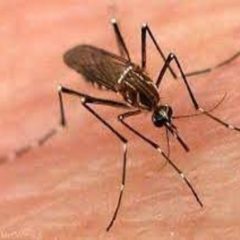 UP's Moradabad reports 22 new dengue cases, active cases reach 350