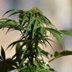 Taliban signs deal with Australian company, may legalize 'cannabis processing'