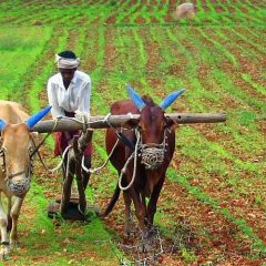 Karnataka farmers facing crop loss due to rains will receive compensation by Nov 30