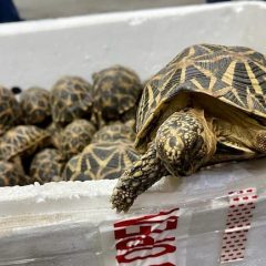 Chennai Air Cargo Customs seizes 1,364 live star tortoises