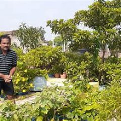 Odisha businessman has 40 plant varieties in his rooftop garden including vegetables, fruits, medicinal plants