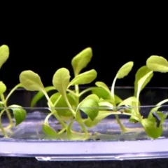 According To Study Food Can Be Produced Without Sunlight Via Artificial Photosynthesis