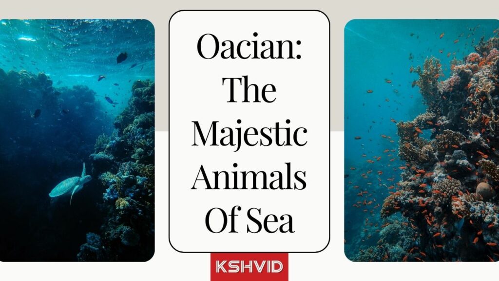 Oacian: The Majestic Animals Of Sea