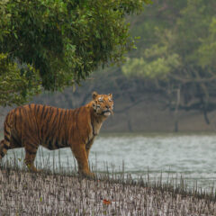 West Bengal Government Planning Ways To Boost Tourism Infrastructure In The Sundarbans