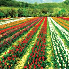 Jammu & Kashmir's Tulip Garden Set To Reopen For Tourists From Today