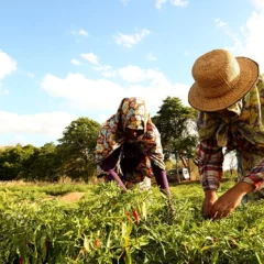 Study Finds Agricultural Diversity Can Be An Important Driver Of Food Security
