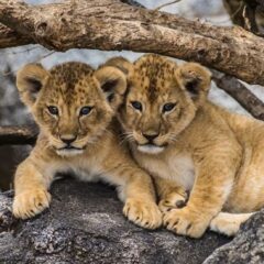 Odisha: Nandankanan Zoo welcomes two lion cubs