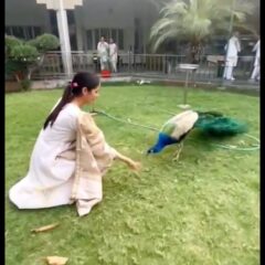 Shehnaaz Gill Feeds A Peacock With Her Hand, See Video