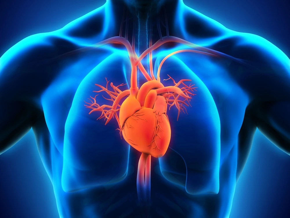 Heart Failure Mortality Risk