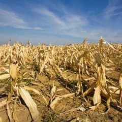Study: Crop Production Interruption Caused In Ukraine War May Increase Global Carbon Emissions, Food Costs