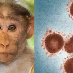 WHO to convene emergency meeting over monkeypox outbreak