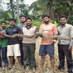 Gujarat: 12-ft long python rescued in Vadodara