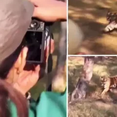Probe Launched After Raveena Tandon & Friends Go Near Tiger, Watch Video Inside