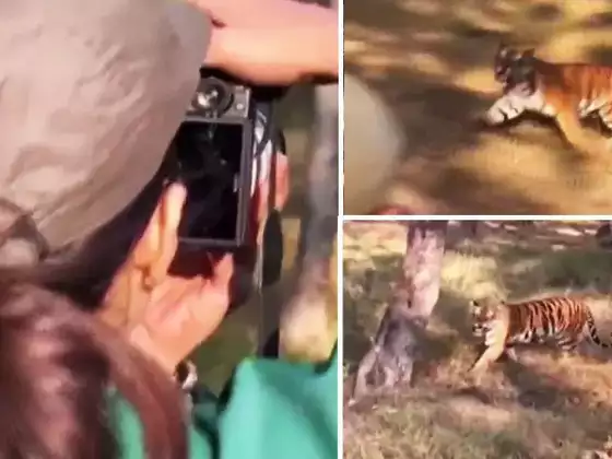 Probe Launched After Raveena Tandon & Friends Go Near Tiger, Watch Video Inside