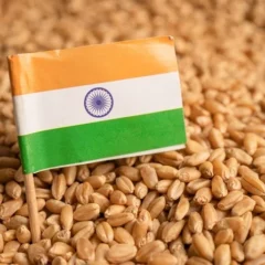 After ban on wheat, India restricts exports of flour, various other food grains