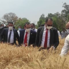 Egypt approves India as wheat supplier, announces Piyush Goyal